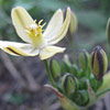 Triteleia ixioides 'Star Light', Prettyface