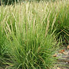Sesleria autumnalis; Autumn moor grass