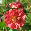 Geum rivale; Avens