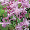Epimedium grandiflorum ; Bishop's hat, Fairy wings, Barrenwort