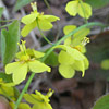 Epimedium x perralchicum ; Barrenwort, Fairy wings