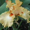 Iris germanica ; Bearded iris