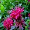 Monarda didyma 'Raspberry Wine', Beebalm, Bergamot, Oswego Tea