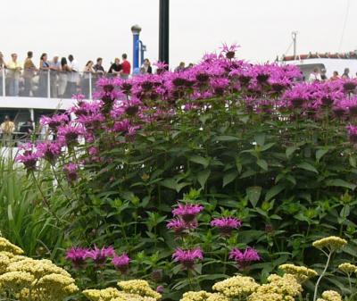 Aquarius Plants