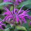 Monarda 'Marshall's Delight', Beebalm, Bergamot