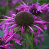 Monarda  'Aquarius', Beebalm, Bergamot