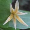 Uvularia flava; Bellwort