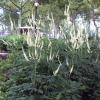Actaea racemosa, Black cohosh, Black bugbane