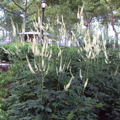 Actaea Racemosa