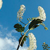 Actaea simplex 'James Compton', Bugbane