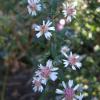 Symphiotrichum lateriflorum var. horizontale; Calico aster