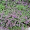 Nepeta racemosa; Catmint