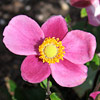 Anemone hupehensis 'Hadspen Abundance', Chinese anemone