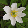 Anemone nemorosa, Crow's foot, Arctic anemone