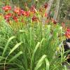 Hemerocallis 'Pardon Me', Daylily