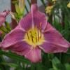 Hemerocallis  'Prairie Blue Eyes', Daylily