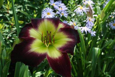 Daylily Detail