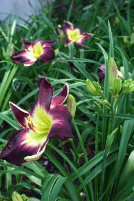 Daylily