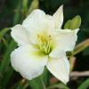 Hemerocallis 'Gentle Shepard', Daylily