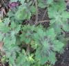 Geranium phaeum; Dusky cranesbill, Stillingfleet ghost