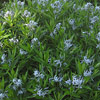 Amsonia tabernaemontana; Eastern bluestar, Woodland bluestar, Blue dogbane