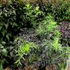 Sambucus nigra; Elderberry