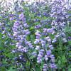 Baptisia; False indigo