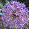 Allium; Flowering onion