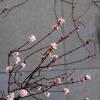Viburnum farreri; Fragrant Viburnum