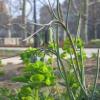 Fritillaria elwesii, Fritillary