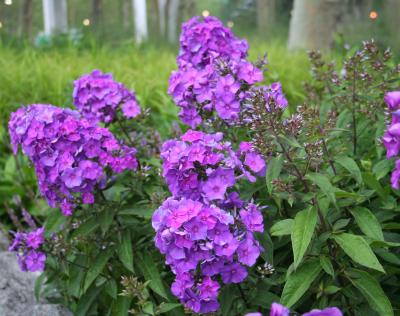 The Battery Plant Database Garden Phlox Phlox paniculata Blue The Battery Plant Database Garden Phlox Phlox paniculata Blue