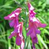 Gladiolus communis ssp. byzantinus; Gladiola