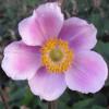 Anemone tomentosa 'Robustissima', Grape leaf anemone