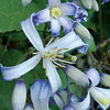 Clematis x jouiniana  'Praecox', Ground cover clematis