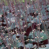 Heuchera ; Hairy Alumroot