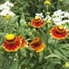 Helenium autumnale ; Helen's flower