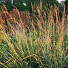 Sorghastrum nutans; Indian grass