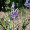 Camassia quamash; Indian hyacinth