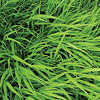 Hakonechloa macra; Japanese forest grass