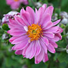 Anemone 'Pamina', Windflower