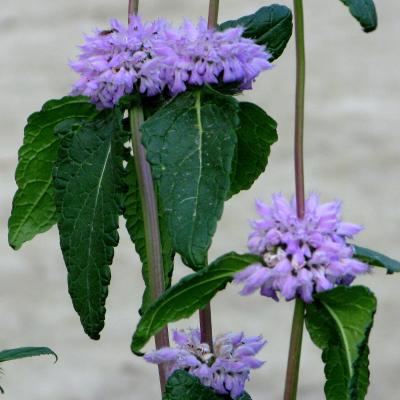 Jerusalum sage Detail