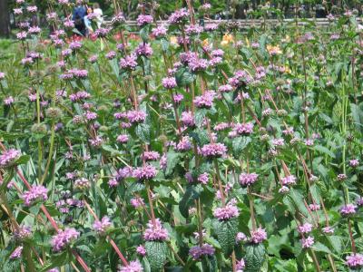 Jerusalum sage