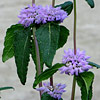 Phlomis tuberosa; Jerusalum sage