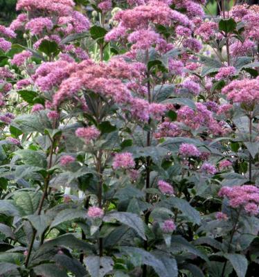 Colorful Weed Plants