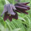 Fritillaria camschatcensis, Kamchatka lily, Chocolate lily