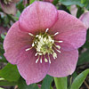 Helleborus x hybridus; Lenten rose