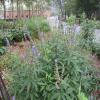 Vitex agnus&ndash;castus; Lilac chastetree