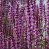 Meadow sage Detail