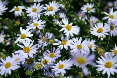 Michaelmas daisy