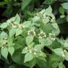 Pycnanthemum muticum, Mountain mint